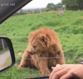 09-funny-gif-211-bear-waves-hi.gif
