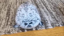 1692458180525.gif