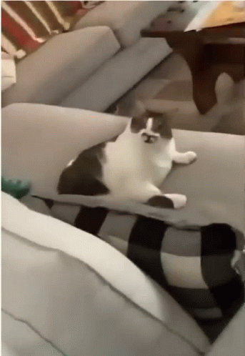 1705009511427219.gif