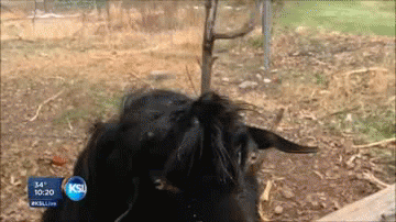 1710780086168.gif