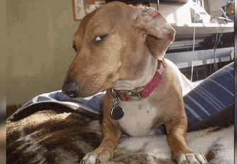 1724209423677.gif