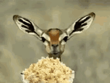 1743819898644.gif