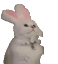 1748261772816.gif
