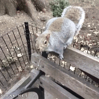 1748646862990.gif
