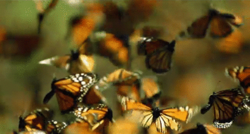 1748835509158.gif