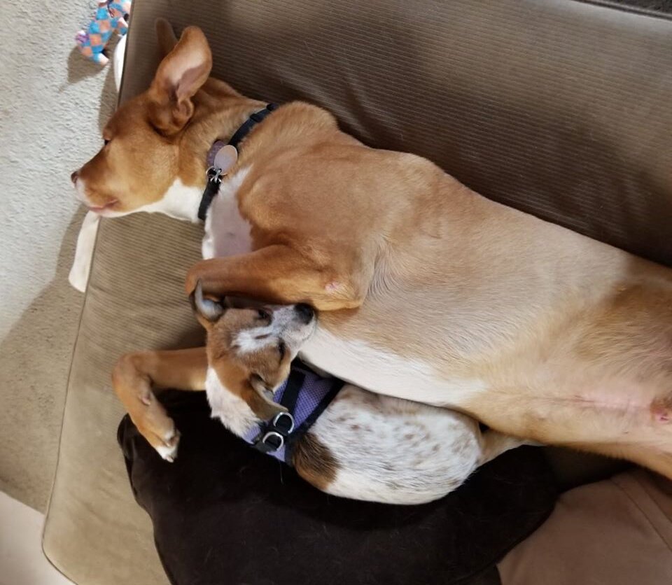 2 maniacs resting.jpg