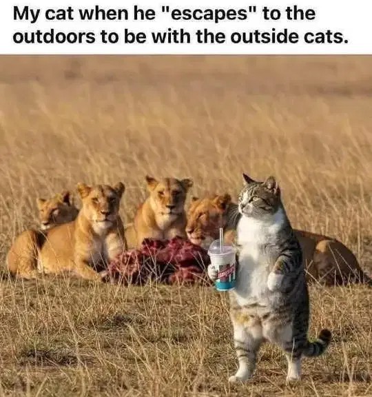 4ff0826127b1c8a644f6abb6b0006e26.jpeg
