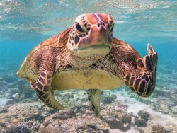 619d3599cc03b_turtle(600x450).jpg.b4a40d5430aa6774b088618da7d627ee.jpg