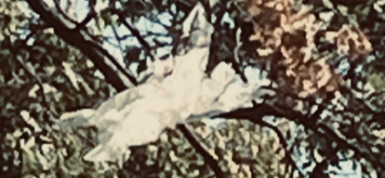 787440FA-E5C3-4DDF-94ED-07B44941E838.jpeg
