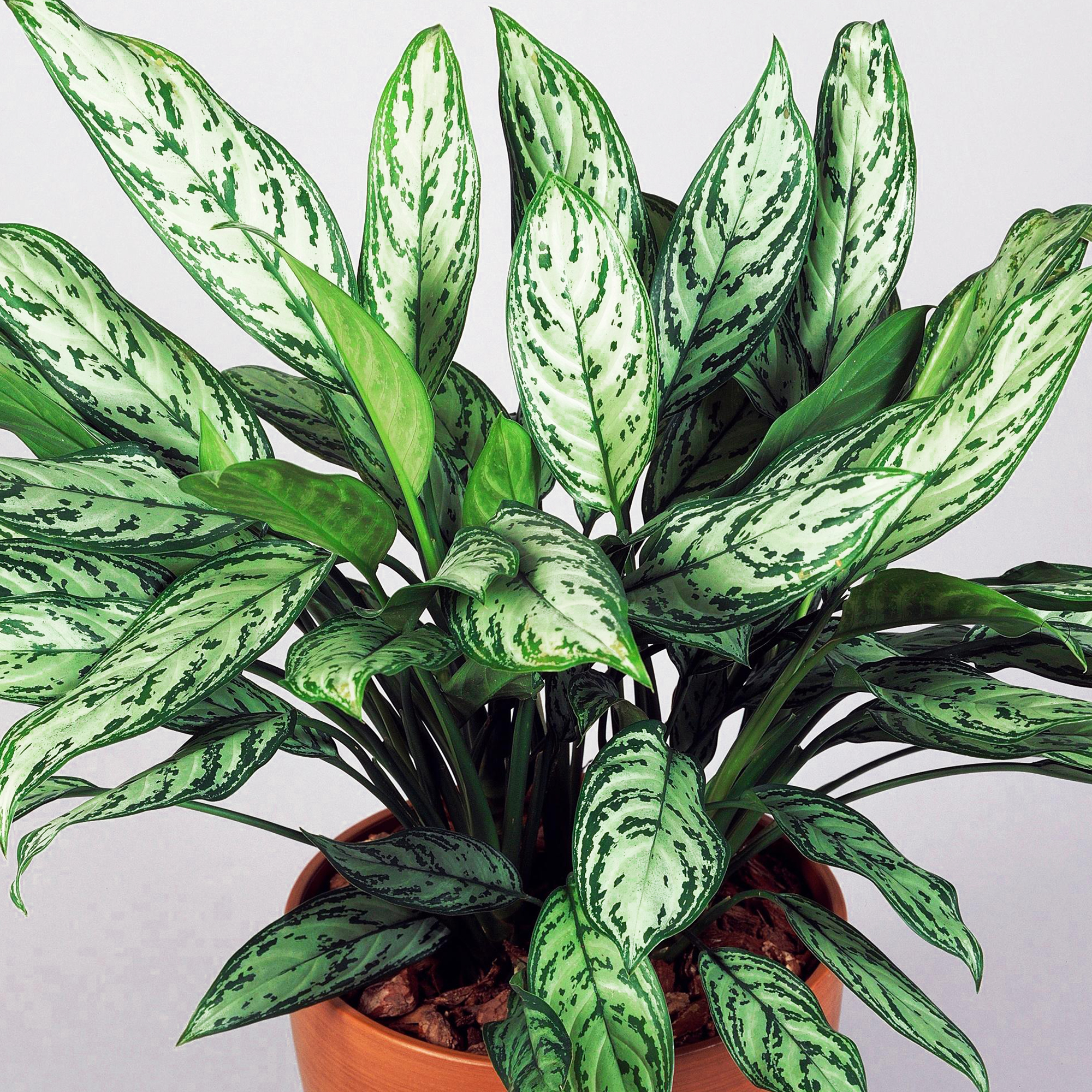 Aglaonema-Maria-Christina-2.jpg