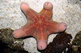 Australian starfish.jpg