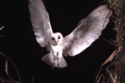 B5271BF2-502F-4A46-AE2B-F55AEA688BBB.gif