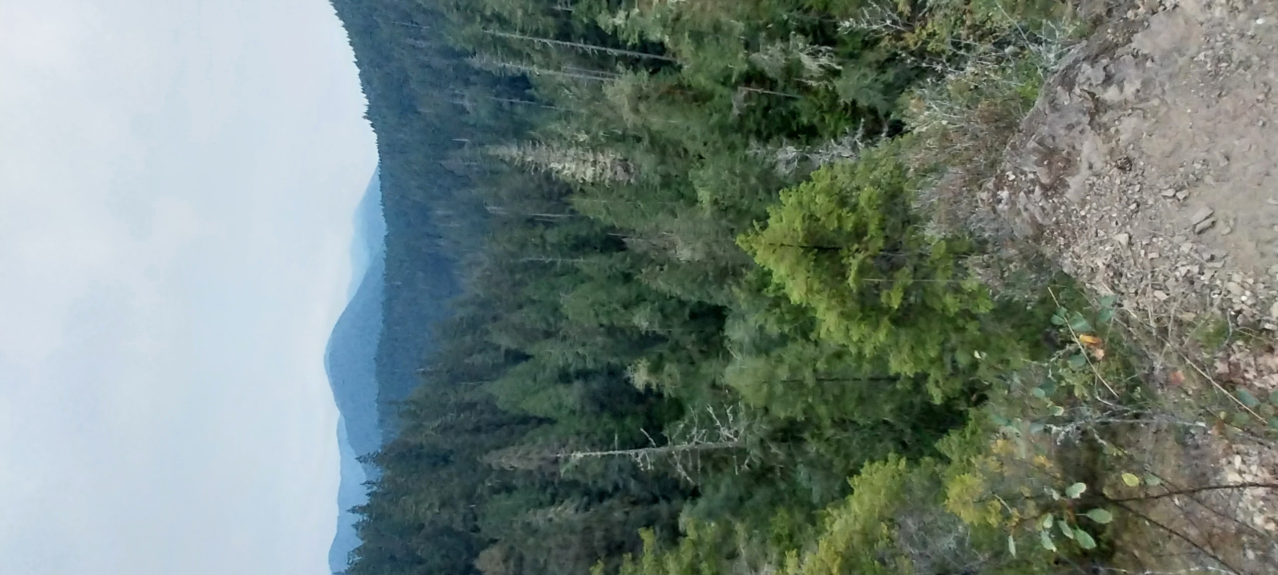 back yard.jpg