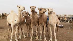 camels-1.jpg