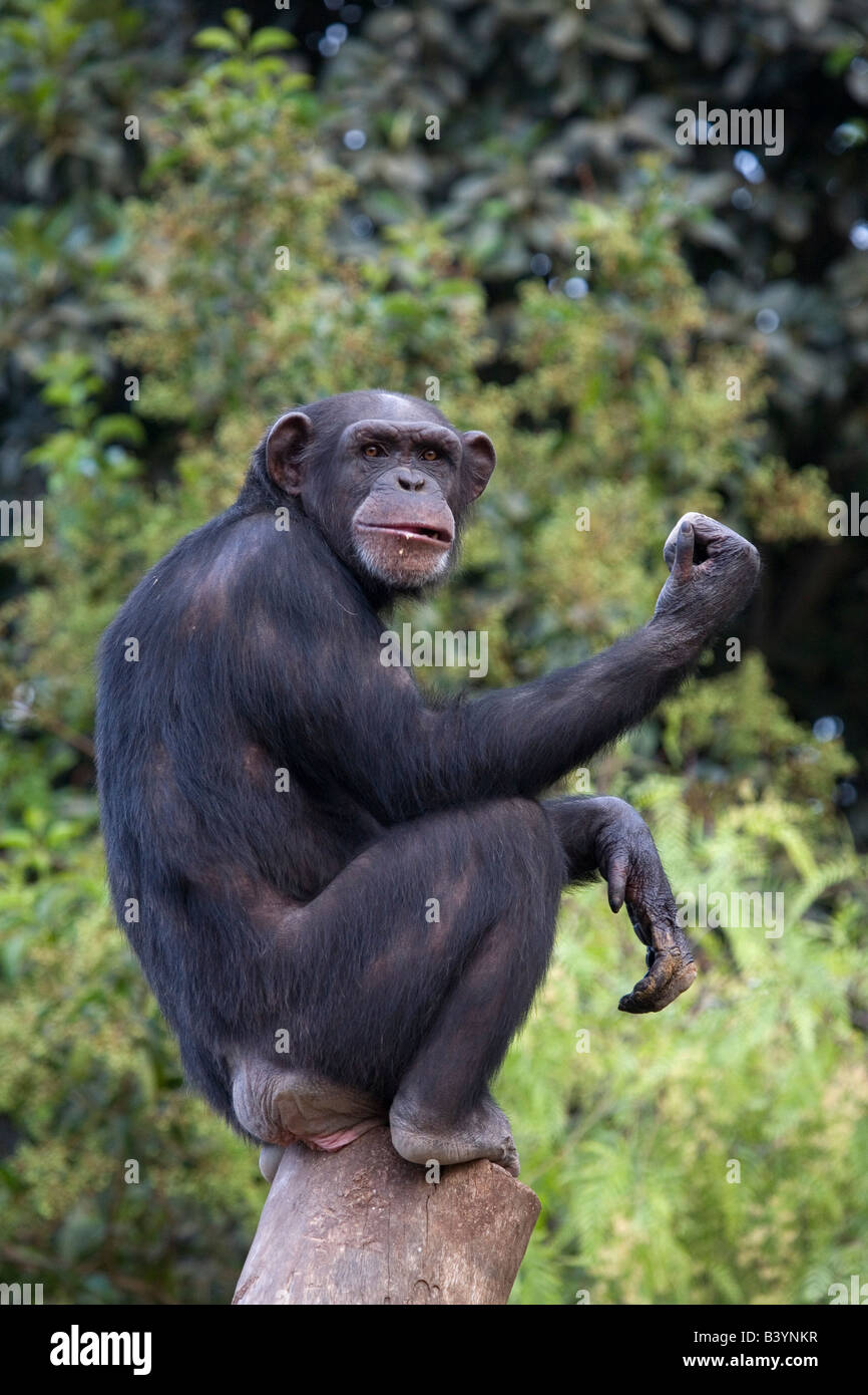 chimp-on-tree-B3YNKR.jpg