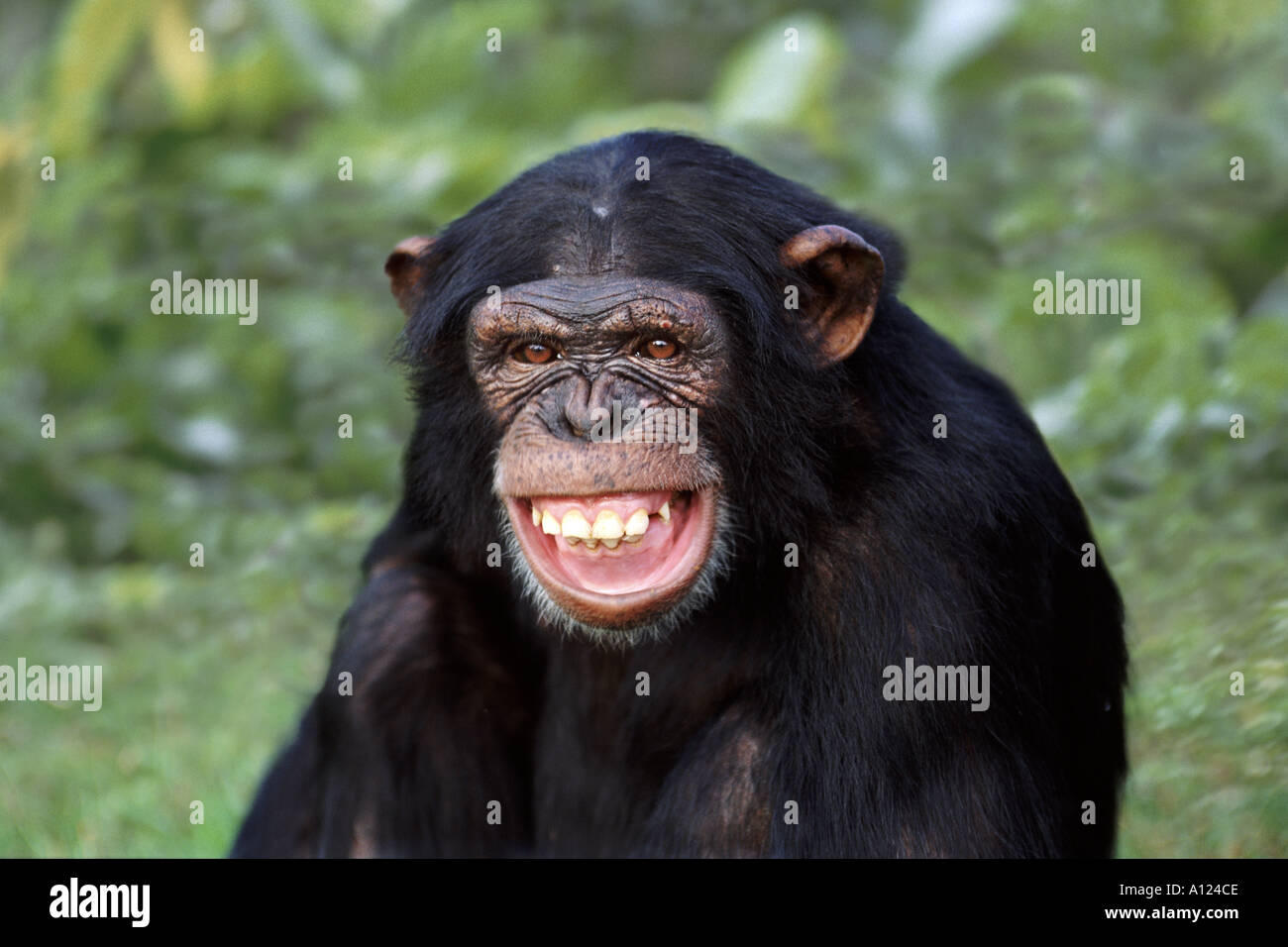 chimpanzee-A124CE.jpg