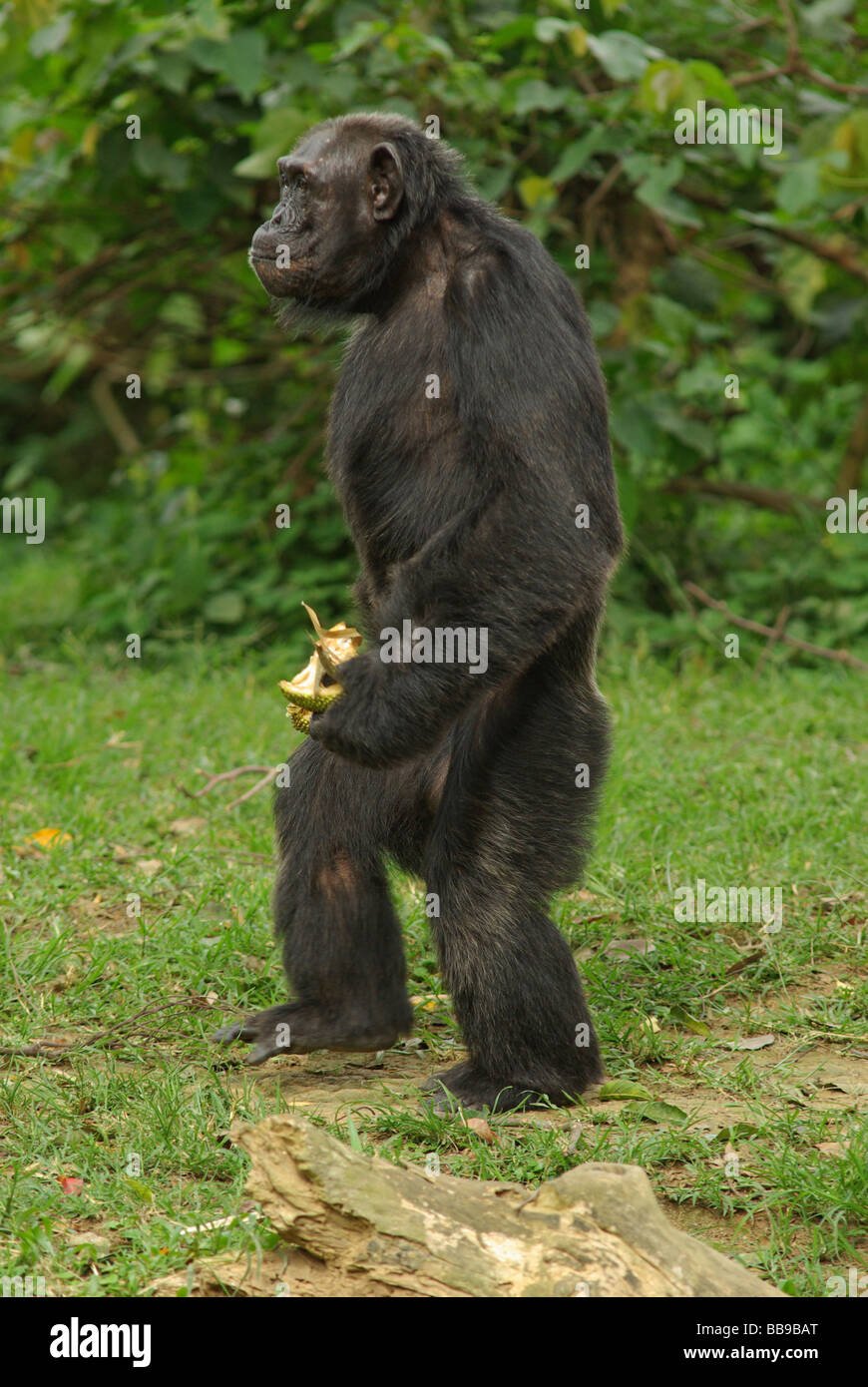 chimpanzee-pan-troglodytes-with-jacfruit-BB9BAT.jpg