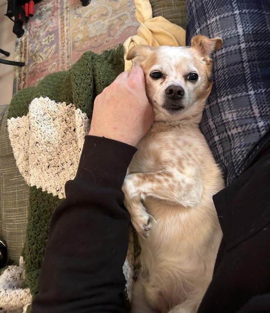 Colby Medium.jpeg