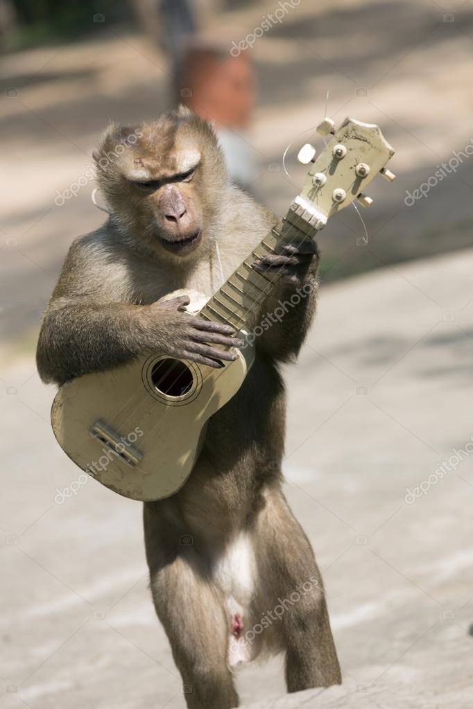 depositphotos_40293993-stock-photo-monkey-with-guitar.jpg