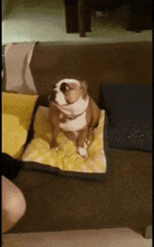 Dog is so weird.gif