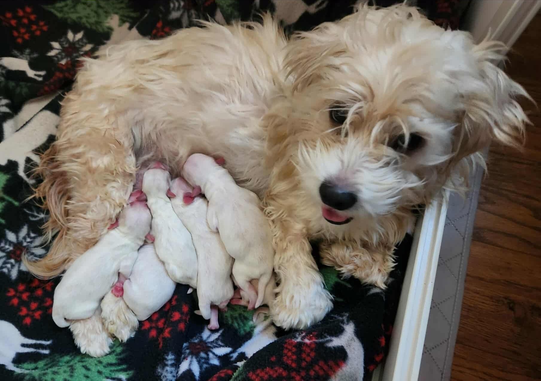 dog mom puppies.jpg