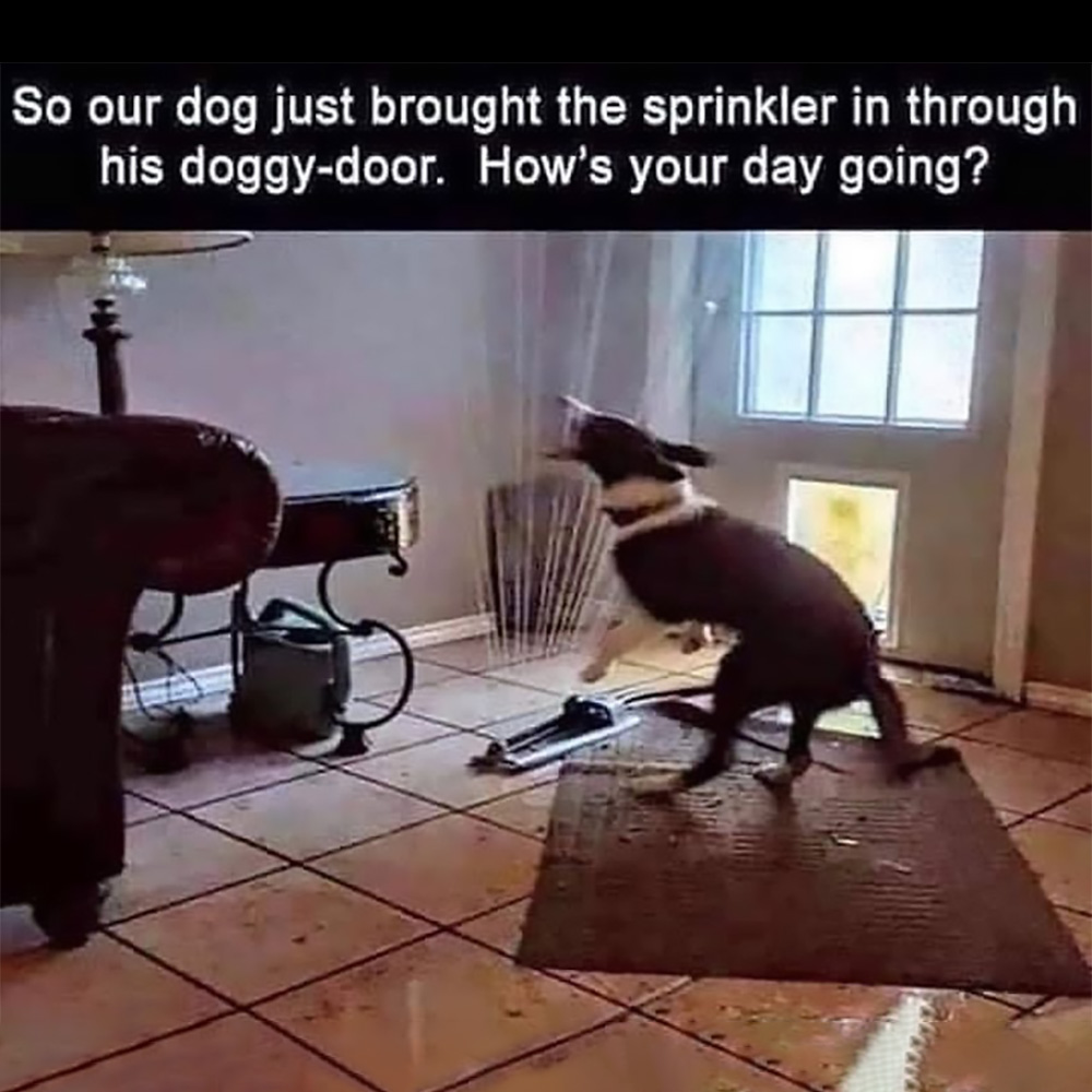 dog sprinkler hows your day going.jpg