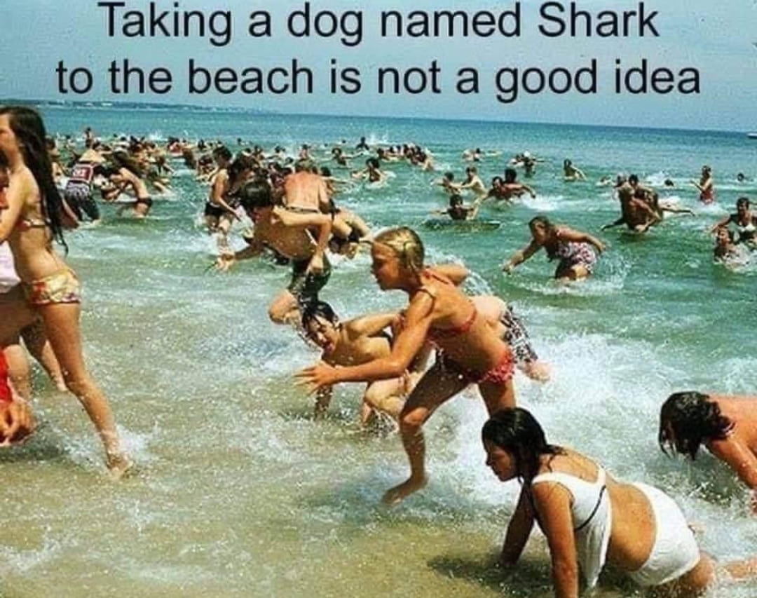 DogNamedShark.jpg