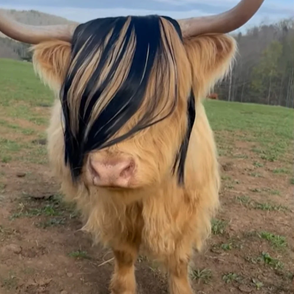 emo-cows_1.webp