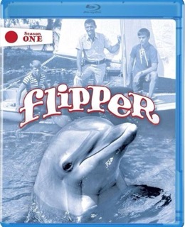 flipper the dolphin - Google Search Small.jpeg