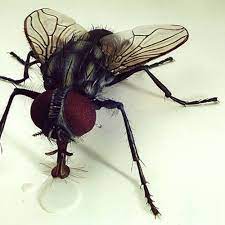 fly2.jpg
