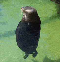 giphy123.gif