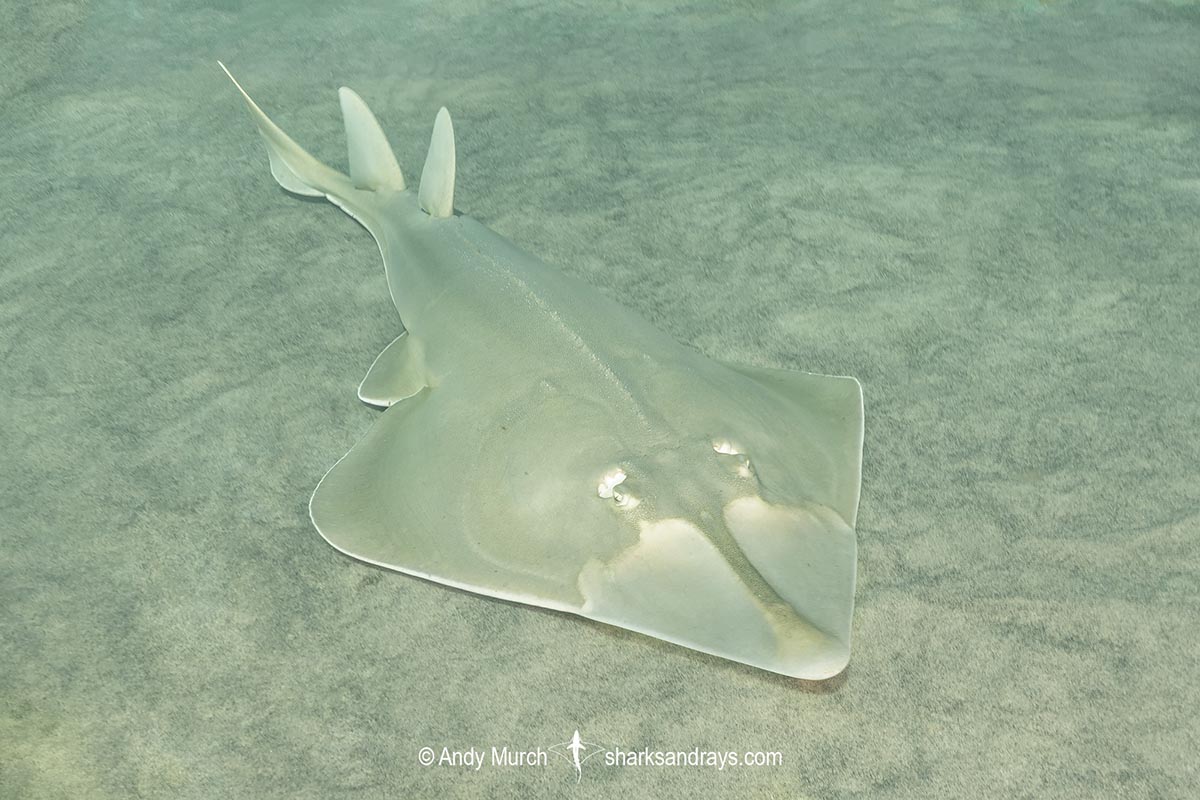 Halavi Guitarfish.jpg