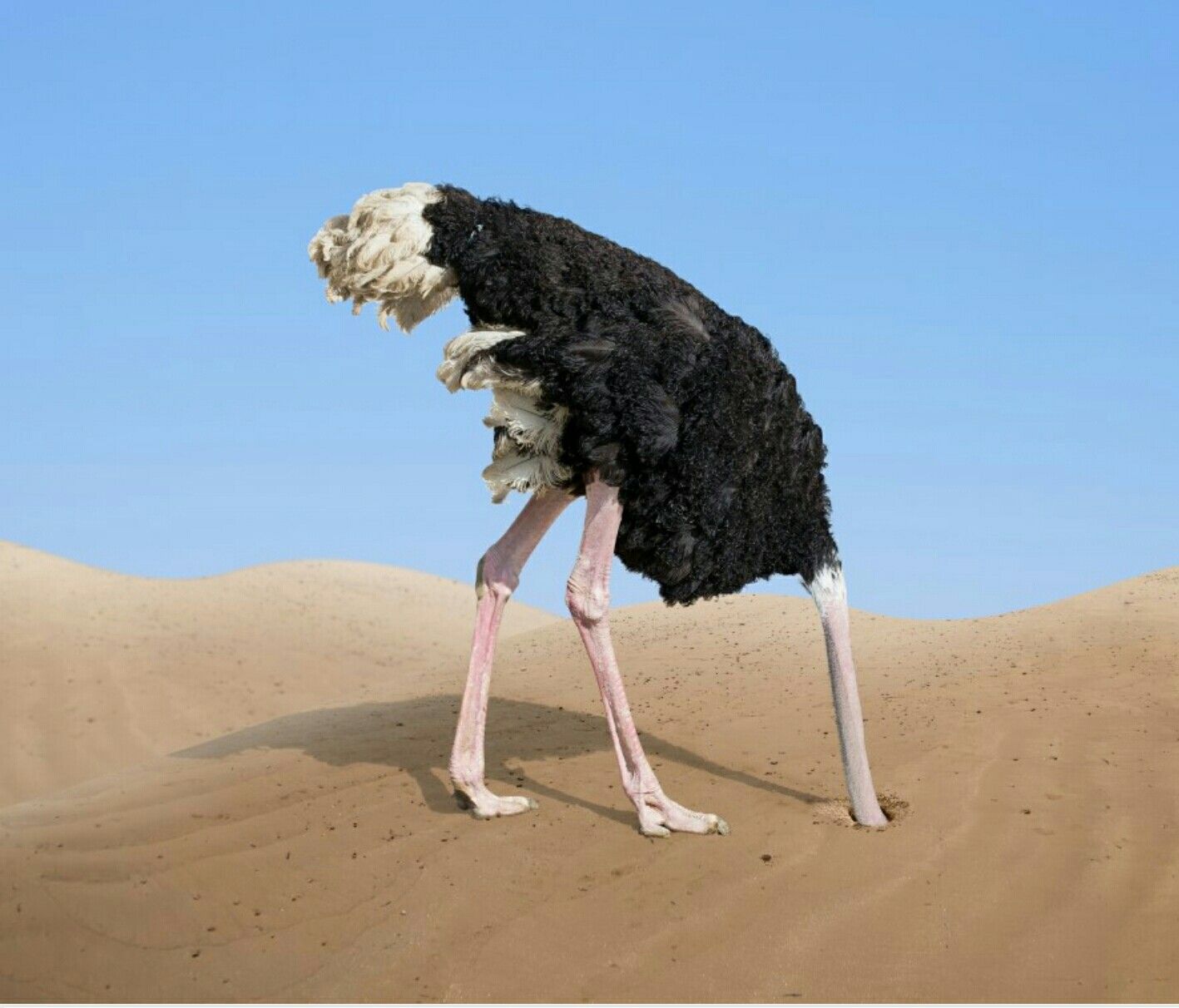 Head in sand.jpeg