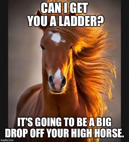 high horse can i get you a ladder.jpg