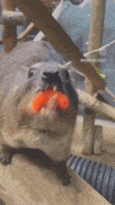 hyrax-tomato.gif