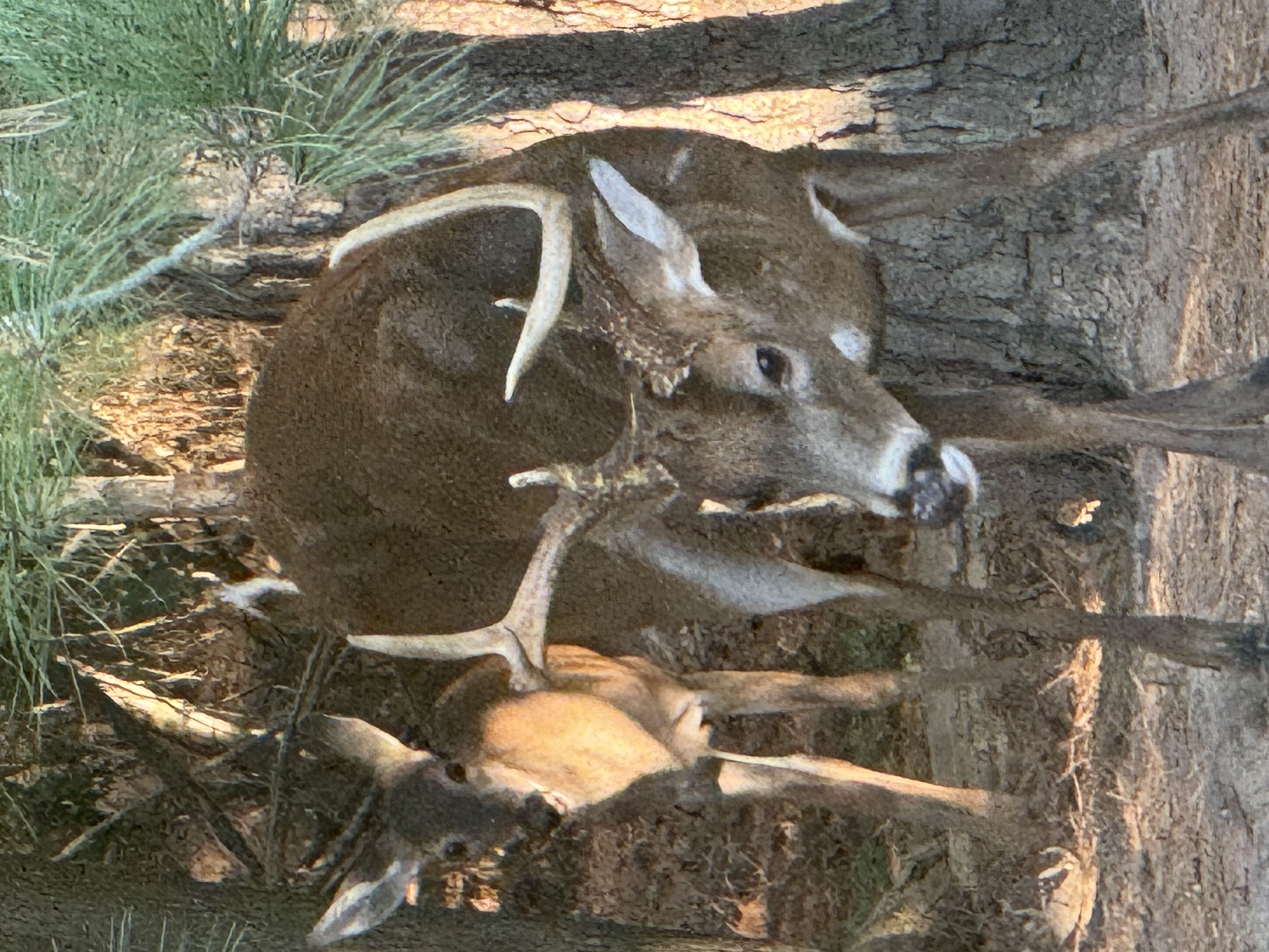 IMG_0923.jpeg