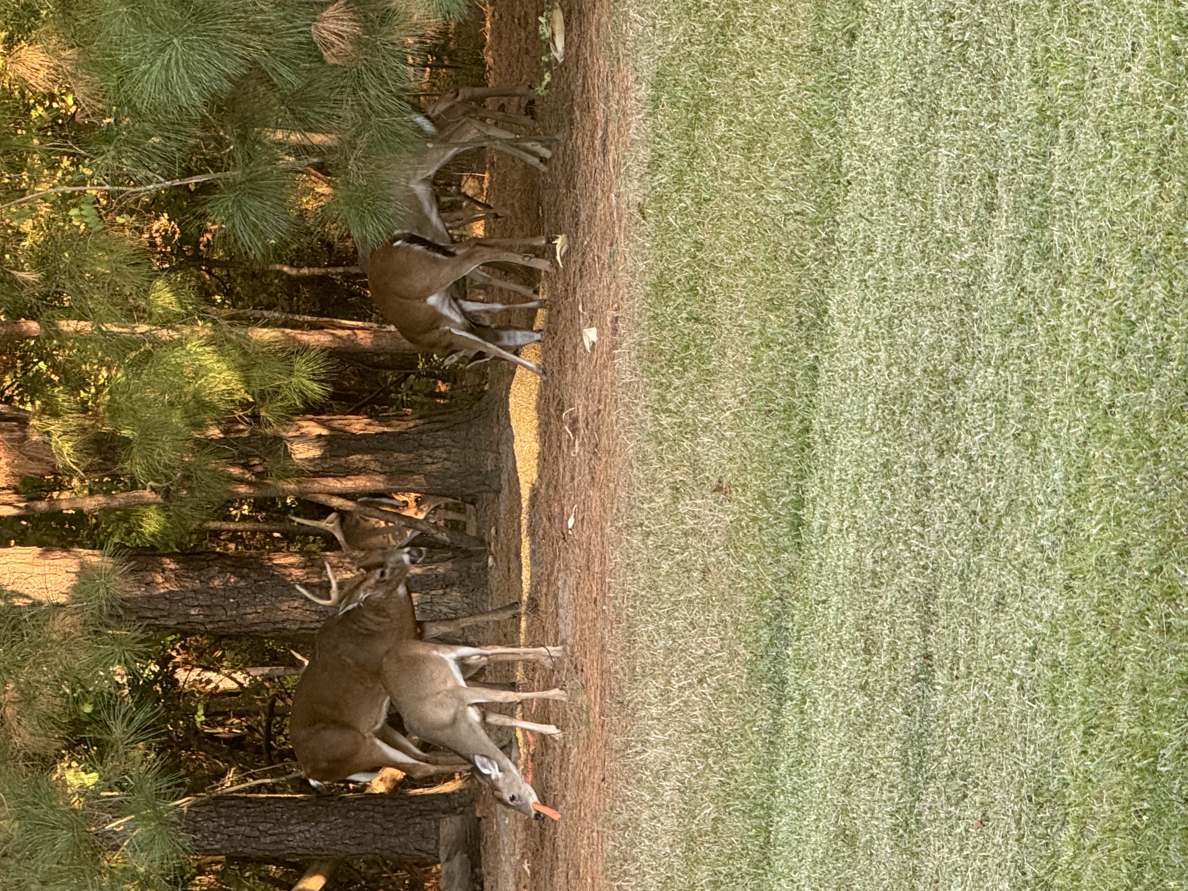 IMG_0924.jpeg