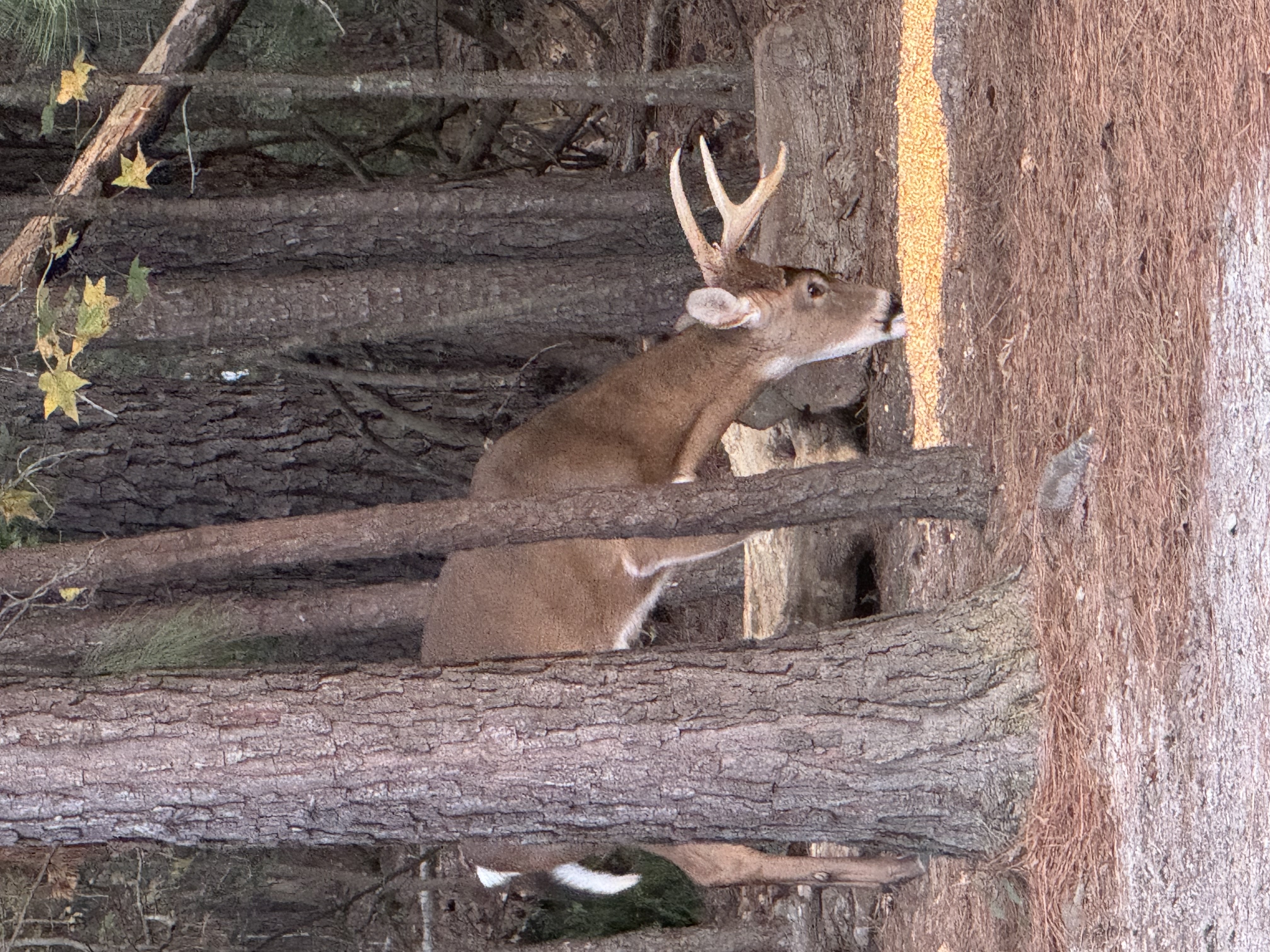 IMG_1013.jpeg