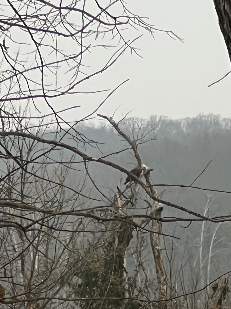 IMG_1431.jpeg