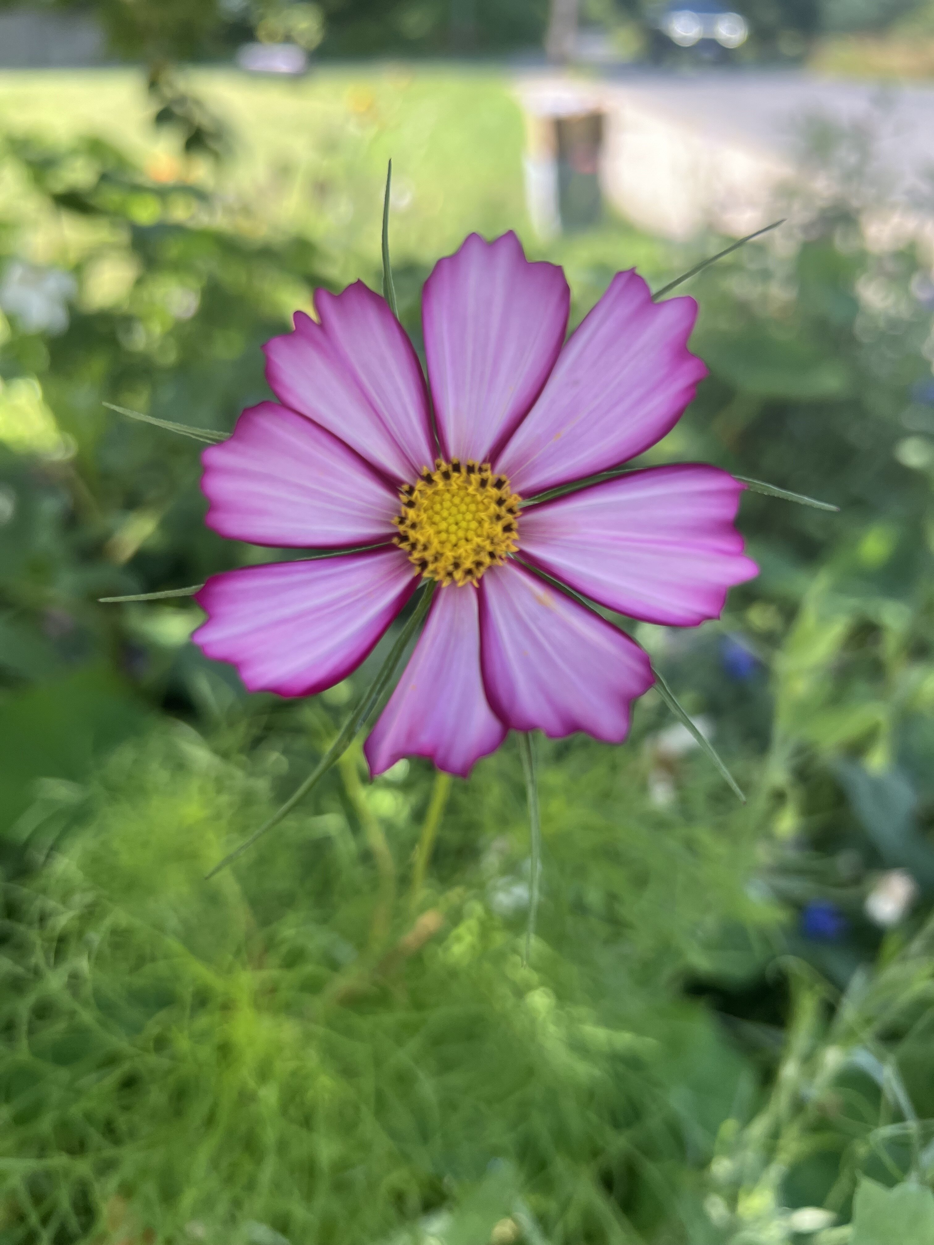 IMG_4007.jpeg