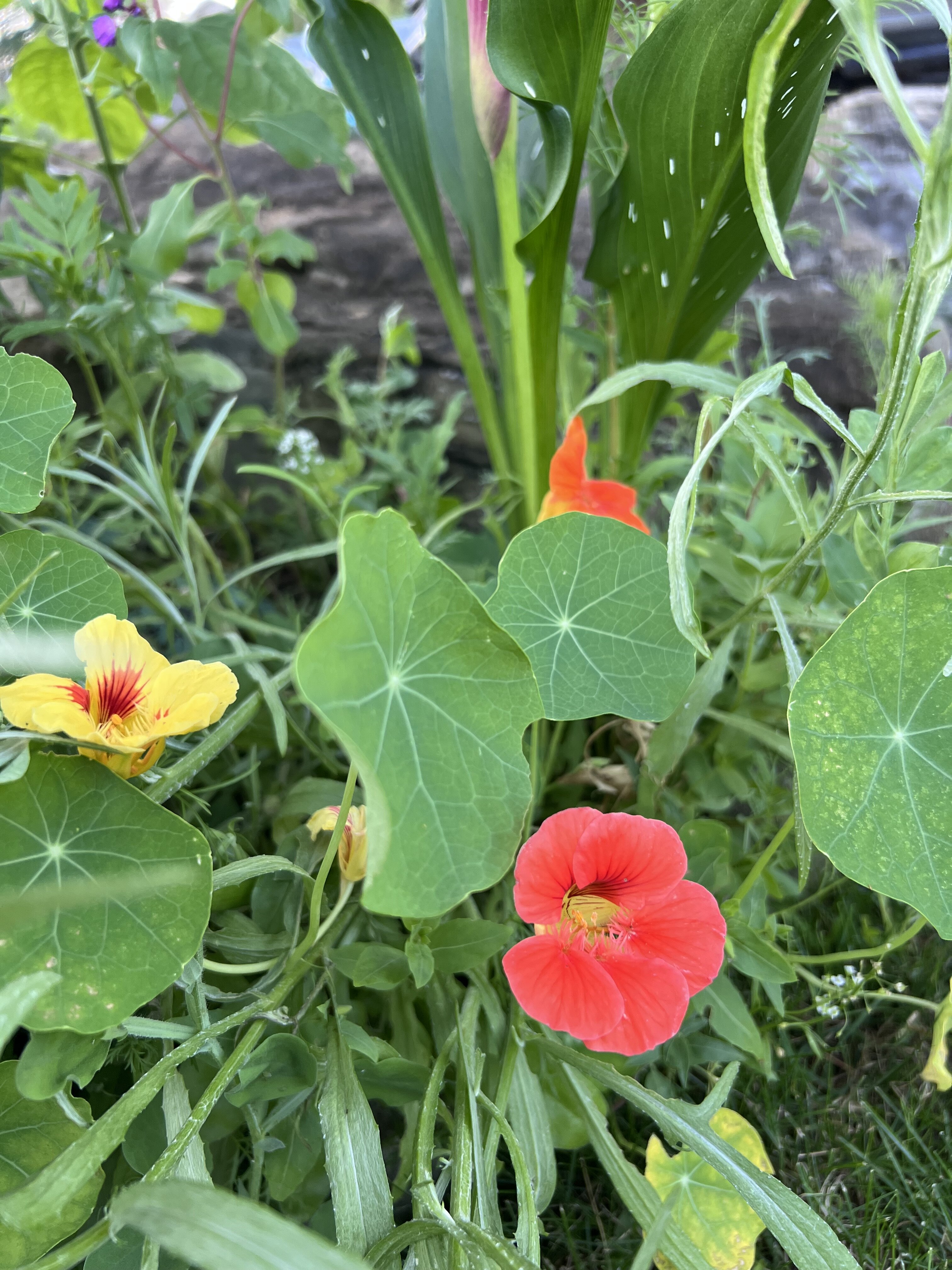 IMG_4020.jpeg