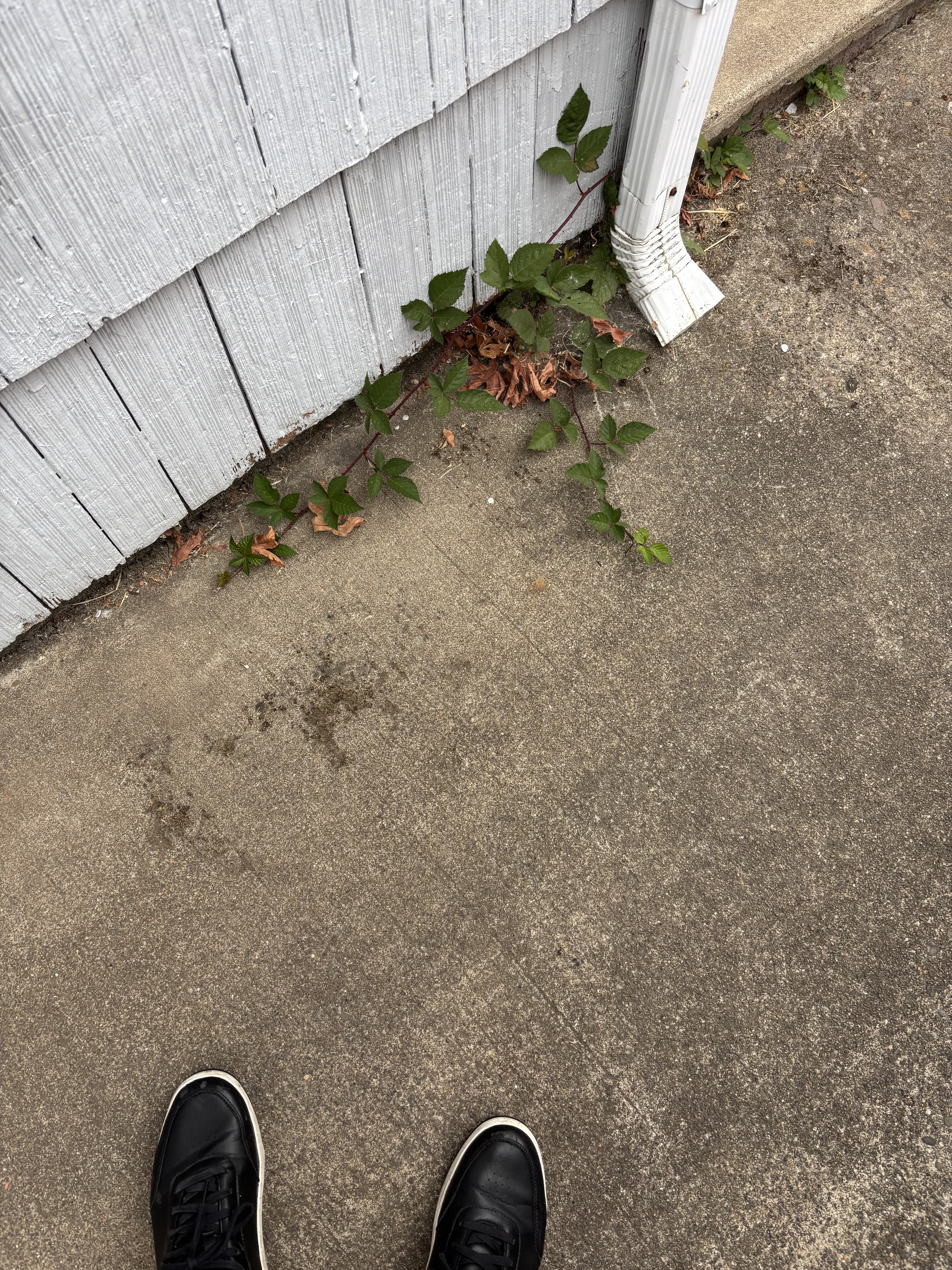 IMG_4187.jpeg