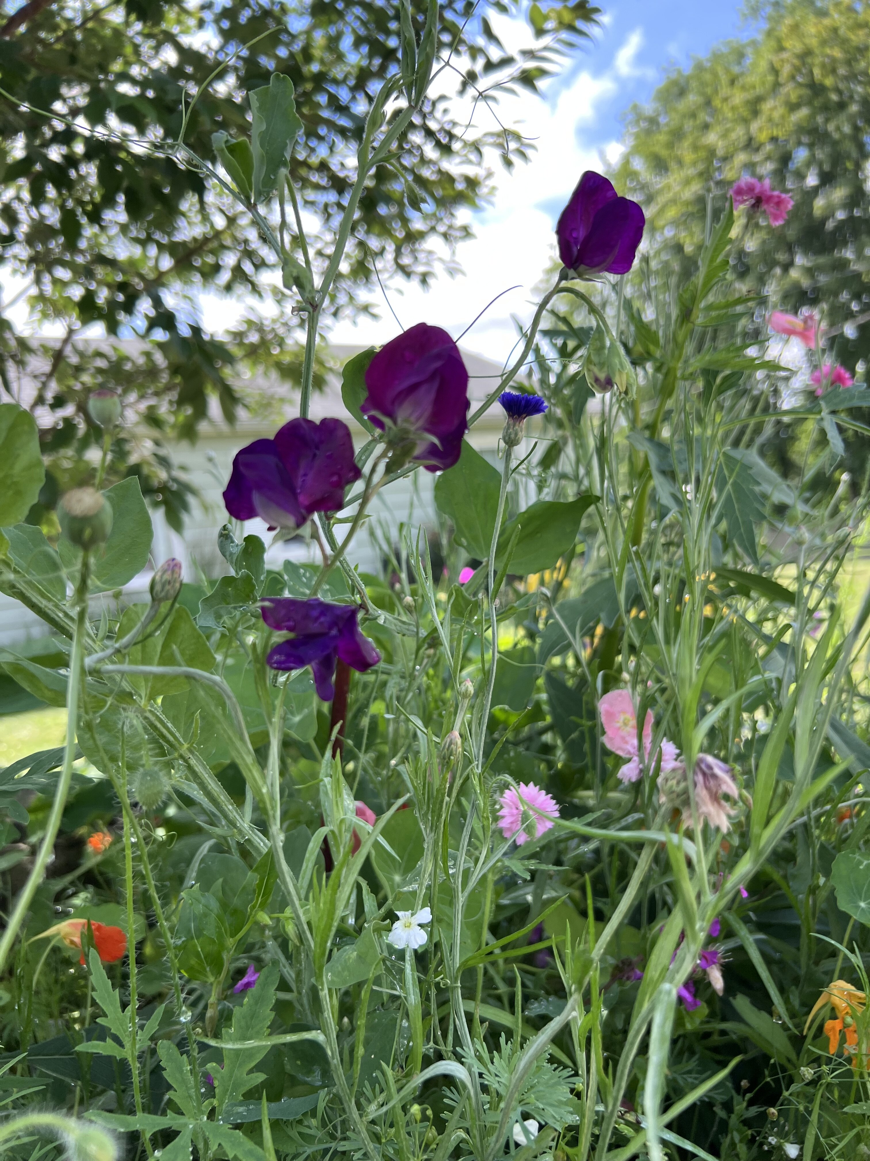 IMG_4411.jpeg