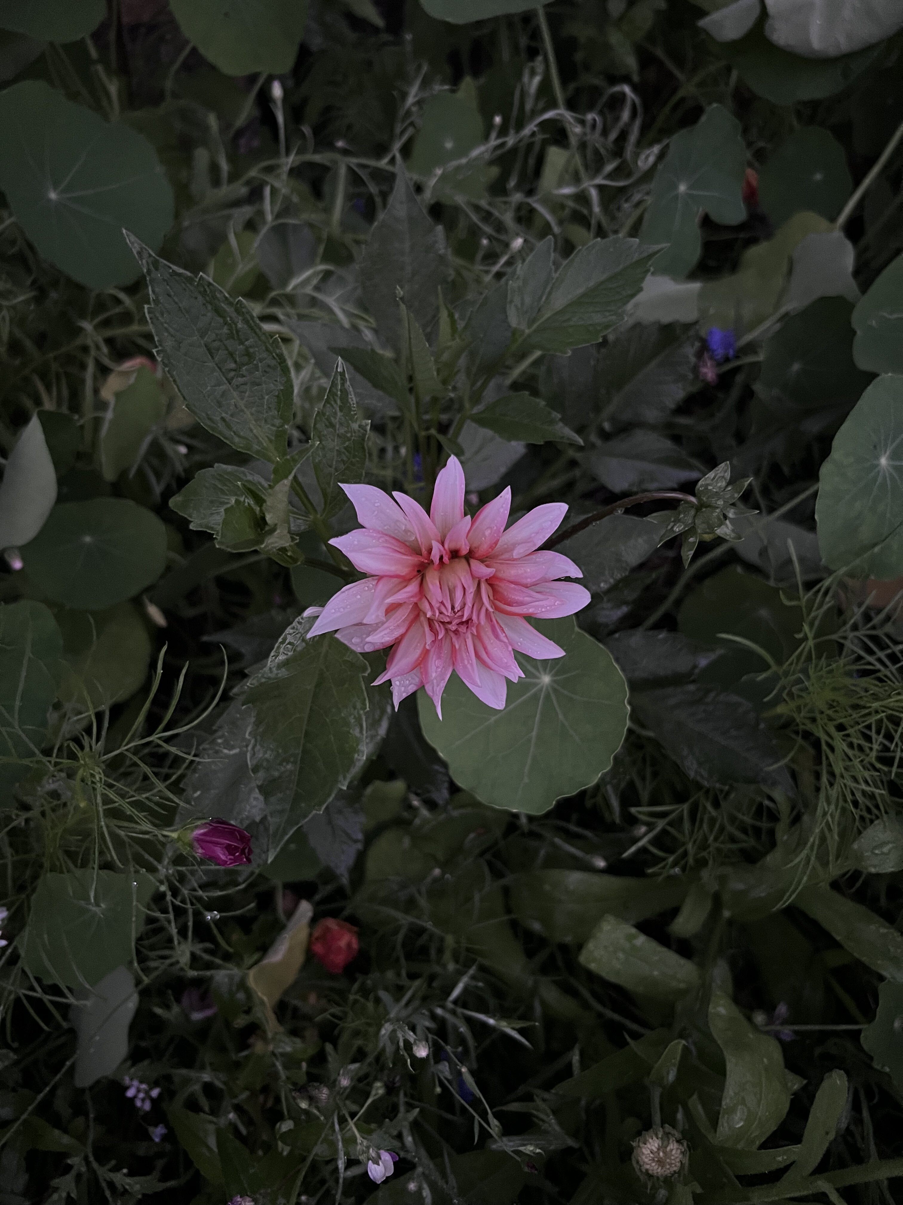 IMG_4639.jpeg