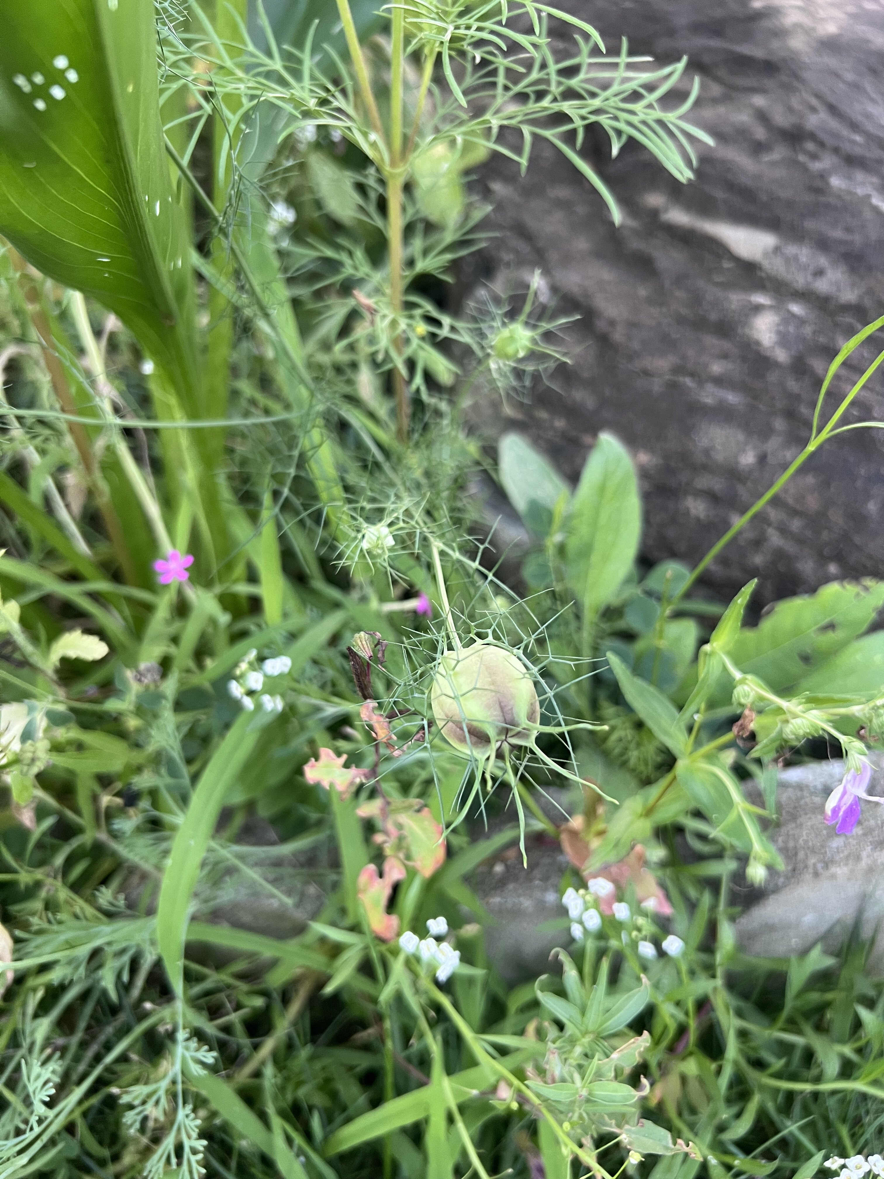 IMG_4749.jpeg