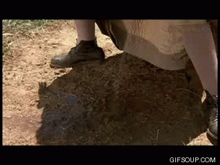 IMG_4799.gif