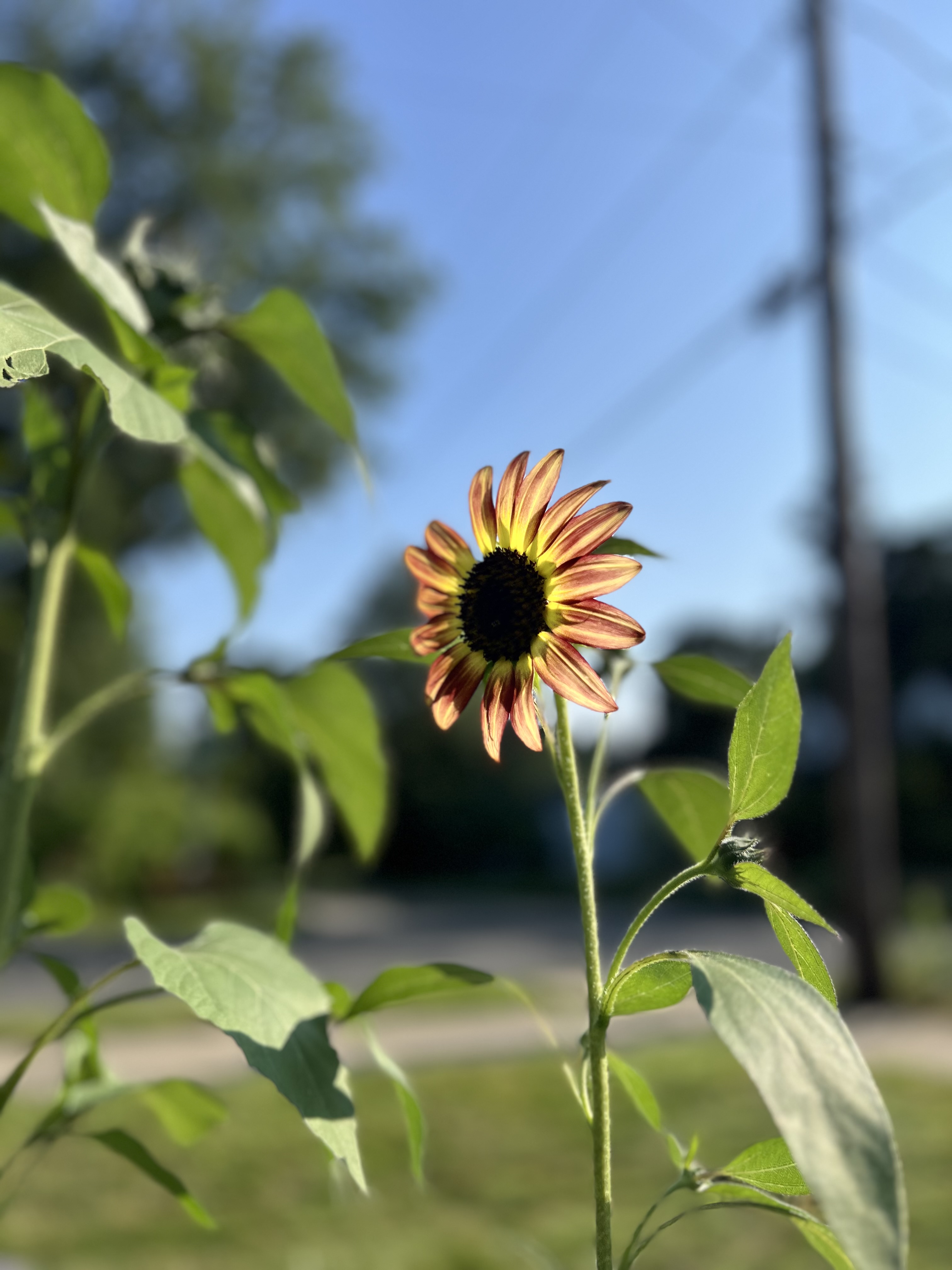 IMG_5107.jpeg