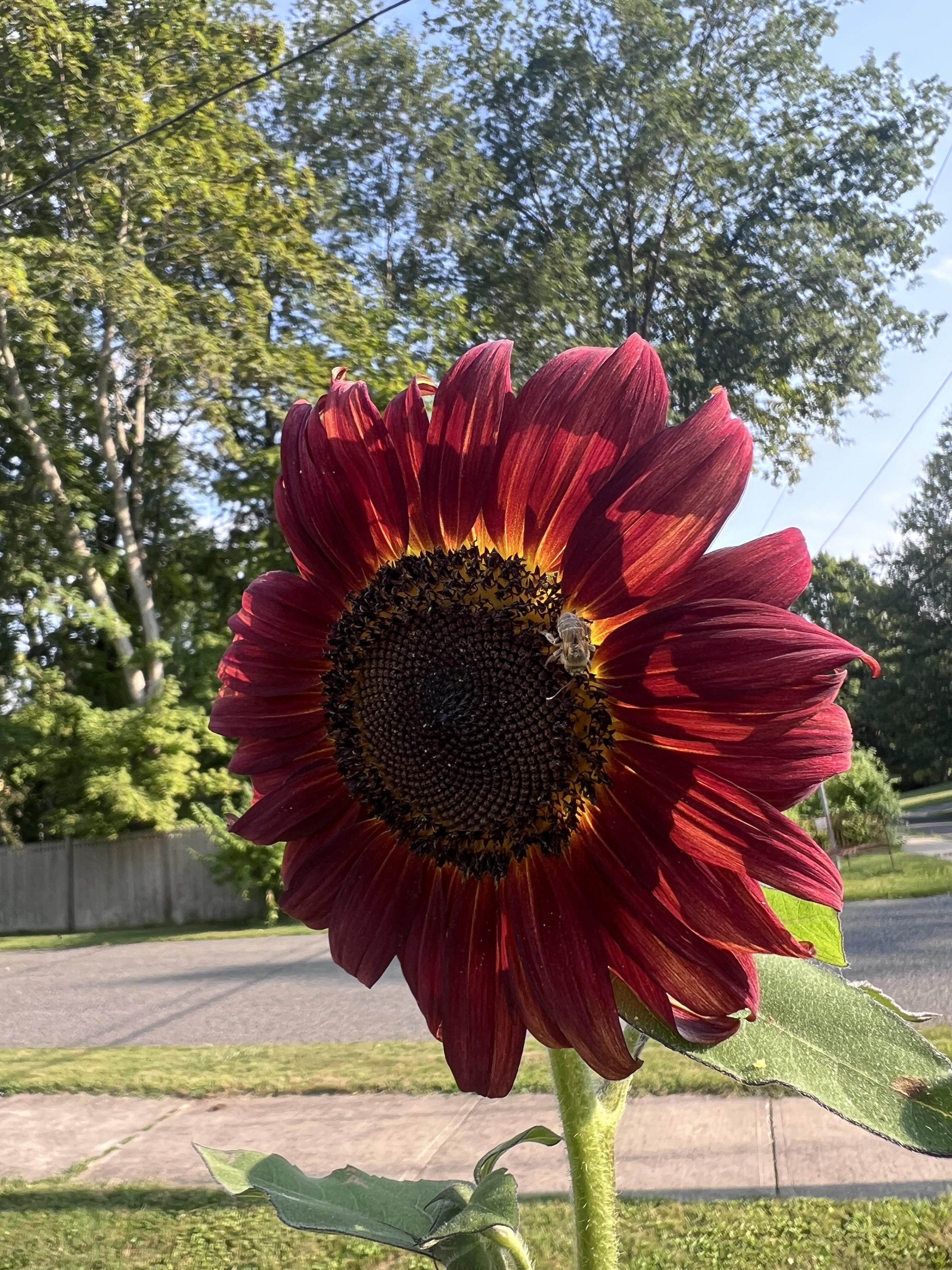 IMG_5127.jpeg