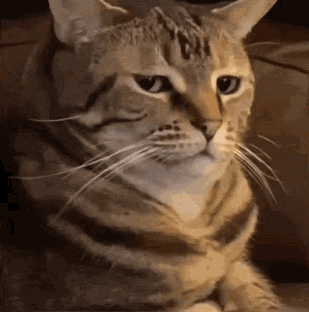 IMG_7579.gif