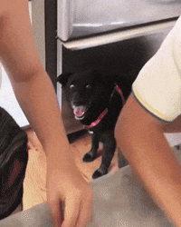 IMG_8102.gif